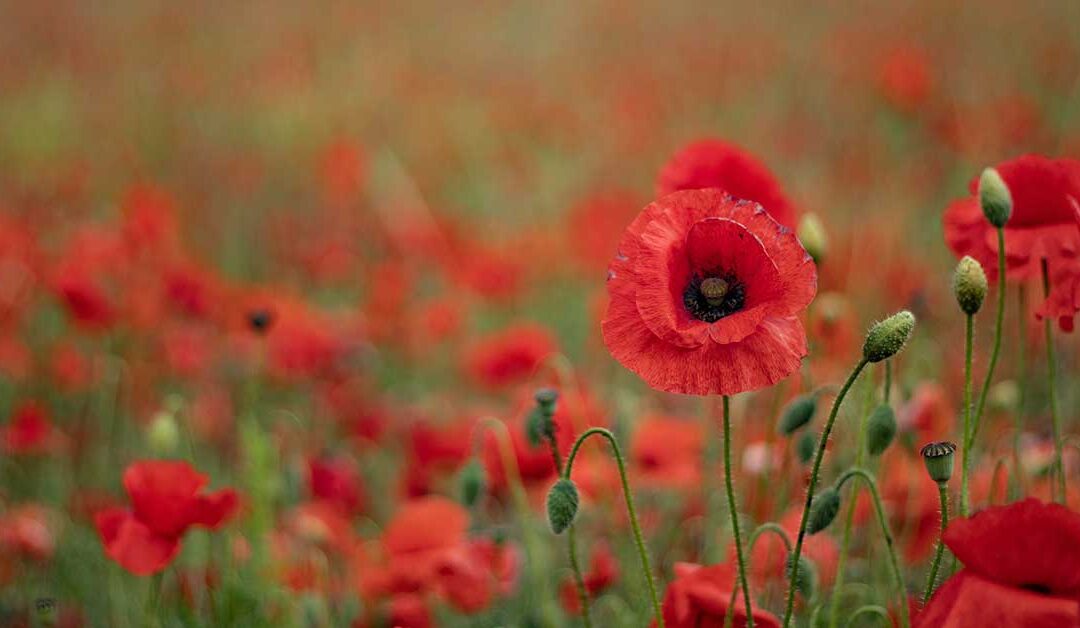 Remembrance Day Concert