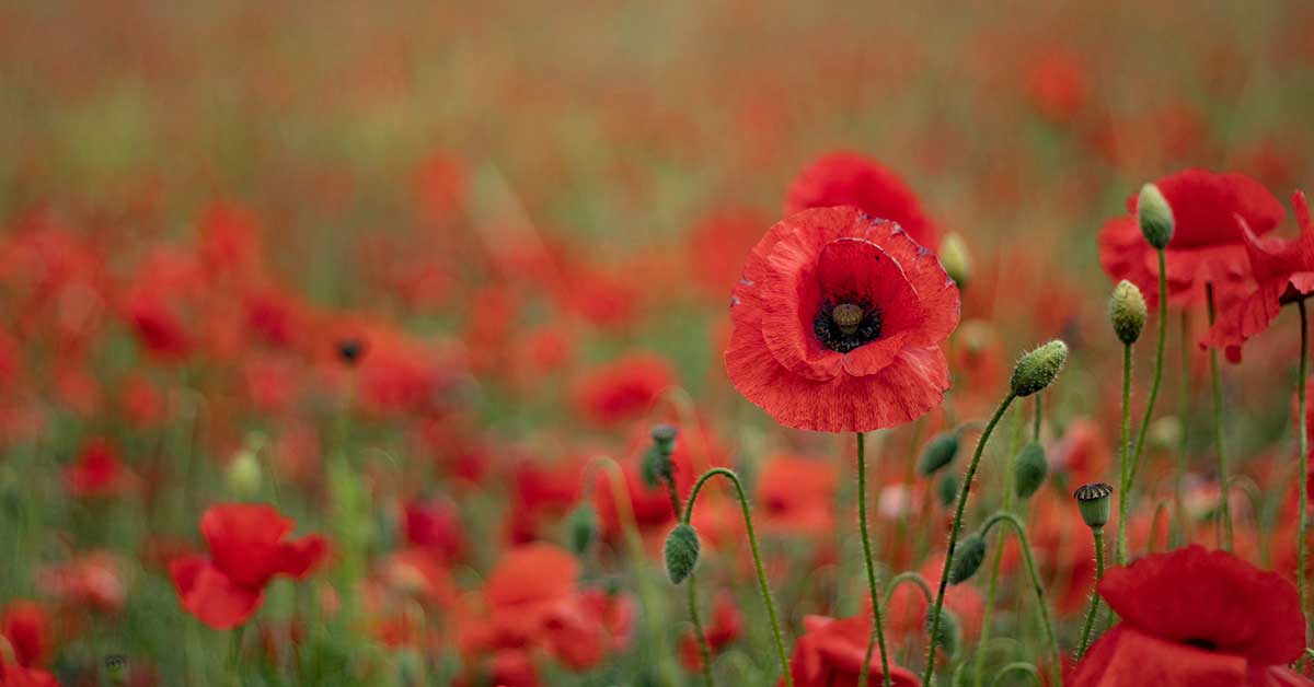 Field of poppies by Frazier Dunleavy
